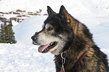 Animals, Winter, Snow, Dog, Muzzle HD wallpaper