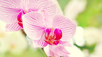 Plants, Flowers HD wallpaper