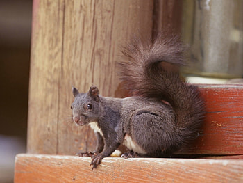 Animals, Squirrel HD wallpaper