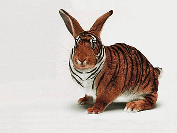 tiger rabbit, bunny, tiger, mix, weird, wild, odd, rabbit HD wallpaper