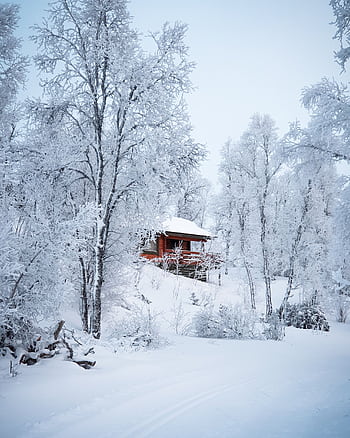 A cozy cabin amidst a tranquil winter wonderland with snow-covered trees and landscape. HD phone wallpaper