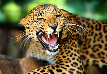 Roar, Leopards HD wallpaper