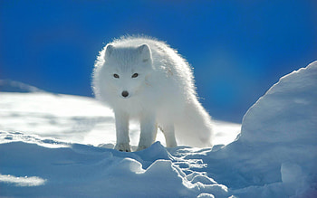 Snow, Winter, Animal, Arctic Fox HD wallpaper