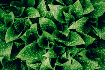 Leaves, Drops, Macro, Moisture HD wallpaper