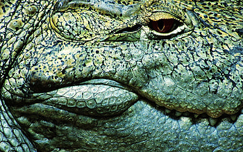 Animals, Teeth, Eye, Crocodile HD wallpaper