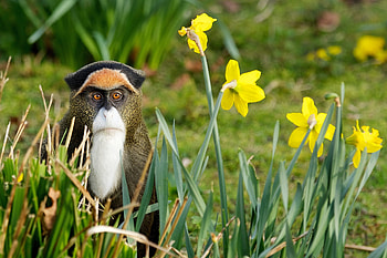 Animals, Nature, Flowers, Grass, Monkey HD wallpaper
