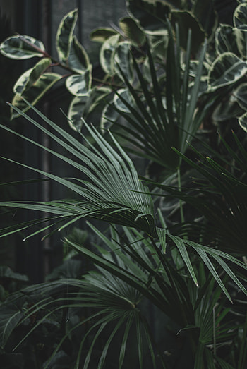 Flowers, Leaves, Plant, Palm, Serenoa HD phone wallpaper