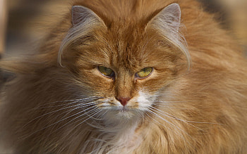 Animals, Cat, Fluffy, Muzzle, Sight, Opinion HD wallpaper