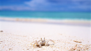 Tufted ghost crab, Crabs HD wallpaper