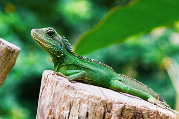 Animals, Color, Lizard, Reptile HD wallpaper