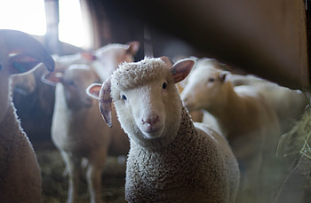 Merry Christmas, Beautiful, merry, Christmas, sheep HD wallpaper