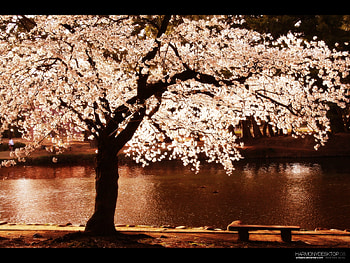 Landscape, Water, Rivers, Trees HD wallpaper