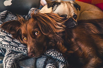 Two adorable dogs cuddle together, showcasing love and companionship. HD wallpaper