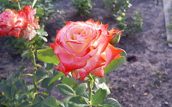 Plants, Flowers, Roses HD wallpaper