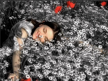 Lovin spring, red flowers, happy daisies, field, woman HD wallpaper