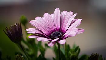 Beautiful macro shot of a purple daisy flower with fresh dew drops on petals. HD wallpaper
