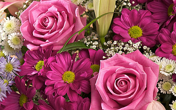 Flowers, Roses, Chrysanthemum, Close-Up, Bouquet, Gypsophilus, Gipsophile HD wallpaper