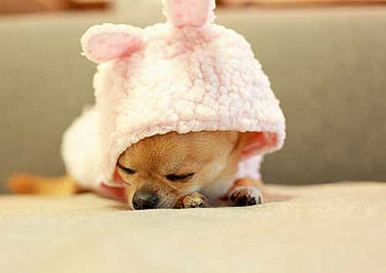 A SMALLER SIZE, PLEASE, cute, puppy, asleep, tiny HD wallpaper