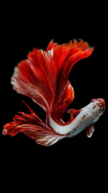 Koi fish , Symbol of good luck and prosperity, Tranquil underwater beauty, Exquisite aquatic creatures HD phone wallpaper