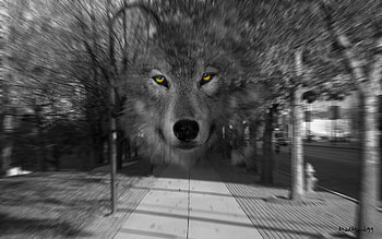 Urban Wolf, mystic, black and white, street, wolf, madmark HD wallpaper