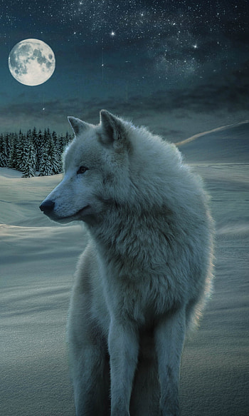 White Wolf in Winter Field, night, moon, snow, winter, Animal, wolf, winter night, night snow, winter animals HD phone wallpaper