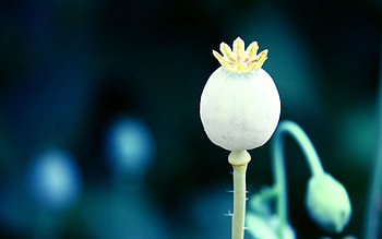 Flower, Macro, Ripe, Poppy, Fallen HD wallpaper