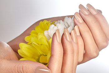 gerberas, hands, flowers, nails HD wallpaper