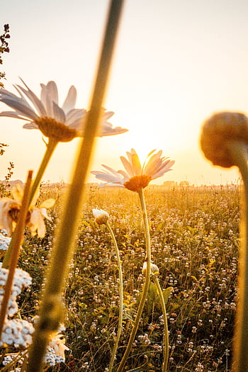 Daisies basking in golden sunlight in a rural field in summer. HD phone wallpaper