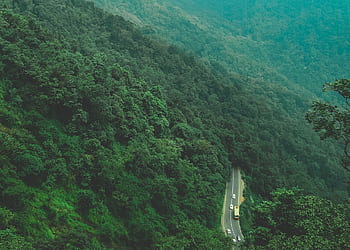 A mesmerizing aerial shot of a winding road cutting through a dense, lush green forest during daytime. HD wallpaper