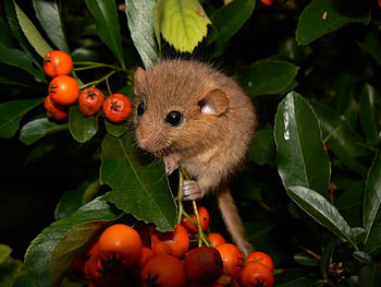 Animals, Leaves, Branches, Rowan, Hazel Dormouse, Hazel's Sona HD wallpaper