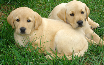 Labrador Retriever, Natural beauty, , Background HD wallpaper