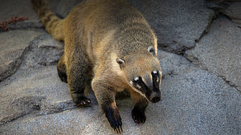 San Diego Zoo, Coati, Animals, Plants HD wallpaper