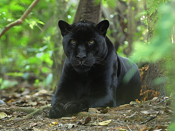 Animals, Panthers HD wallpaper
