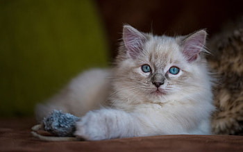 Kitten, ragdoll, sweet, toy, cute, cat, pisica, mouse, paw HD wallpaper