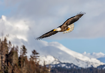 Animals, Bird, Flight, Wings, Eagle, Alaskan Eagle, Alaska Eagle HD wallpaper