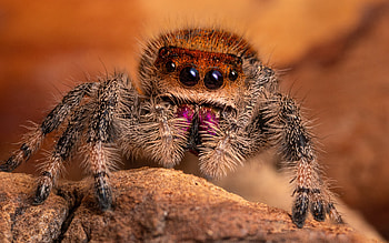 Jumping Spider, animal, spider, insect HD wallpaper