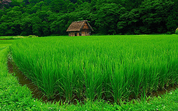 Nature, Grass, Summer, Lawn, Handsomely, It's Beautiful HD wallpaper