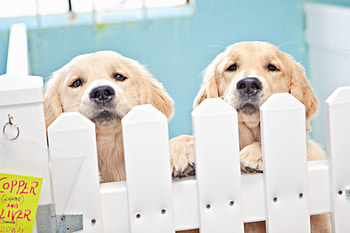 Beautiful souls, brotherhood, dogs, animals, bright, together, golden, white, both, sweethearts, retiever, light, love, soft blue, friendship, lovely, cookies, forever, home HD wallpaper