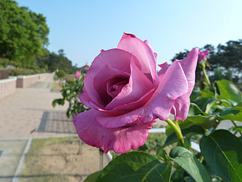 Flowers, Flower, Rose Flower, Rose, Greens, Alley, Sunny HD wallpaper