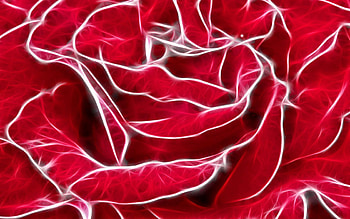 Abstract, Background, Shine, Light, Rose Flower, Rose, Petals HD wallpaper