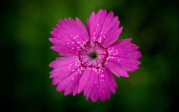 Flowers, Flower, Petals, Close-Up, Stamens, Forest Carnation, Forest Cloves HD wallpaper