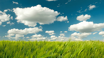 Wheat, Grass and Sky HD wallpaper