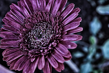 Flowers, Flower, Petals, Bud, Close-Up HD wallpaper