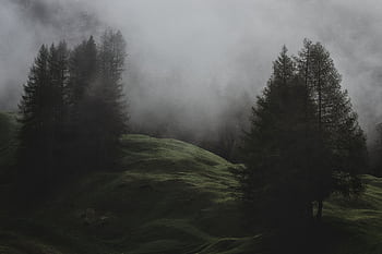 Serene misty landscape featuring evergreen trees and rolling hills in a foggy forest HD wallpaper