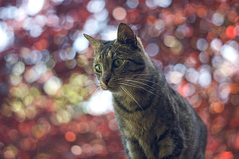 Animals, Glare, Cat, Muzzle, Striped HD wallpaper