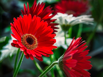 Red gerberas, Flowers, Gerbera, Bouquet, Red HD wallpaper