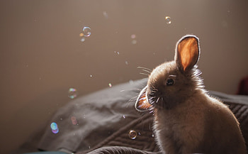 Rabbit, animal, bubble HD wallpaper