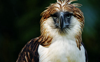 Animals, Feather, Bird, Beak, Predator, Head, Eagle, Philippines HD wallpaper