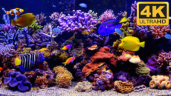 Full Size of Fish Tank Fish Tank Tv Screensaver Best With Soundfish Windows Fish ... HD wallpaper