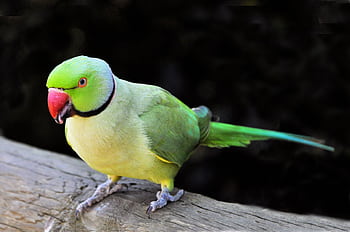 Vibrant green rose-ringed parakeet with red beak perched on a wooden branch. HD wallpaper